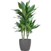 Oasis of Life Dracaena Janet Lind 95cm Ø21cm pflegeleicht Zimmerpflanze Grünpflanze Wohnzimmer