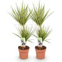 Oasis of Life Dracaena Sunray Drachenbaum 2 Pflanzen 70-75cm 17cm pflegeleicht Zimmerpflanze