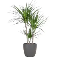 Oasis of Life Drachenbaum Dracaena Marginata 95cm Ø21cm-Topf + Design-Topf pflegeleicht Deko