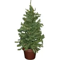 Idena LED-Dekobaum / Weihnachtsbaum / Höhe: ca. 55cm / mit35 warmweissen LED's