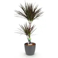 Oasis of Life Ø21cm 90-100cm Zimmerpflanze Grünpflanze Topfpflanze - Dracaena Drachenbaum