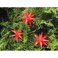 Sterntaler 3D LED Sternenkette Lichterkette mit 9 roten Sternen Ø 8 cm Weihnachtsstern Außenstern Adventsstern - für den Tannenbaum für innen und außen – Länge 8 m Kabel mit Timer wetterfest