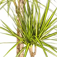 Oasis of Life Dracaena marginata Sunray Drachenbaum Ø24cm 130-150cm immergrün Zimmerpflanze