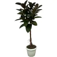 Oasis of Life Gummibaum Ficus Elastica Robusta Stamm Zimmerpflanze 140cm hoch Ø27cm Üppige