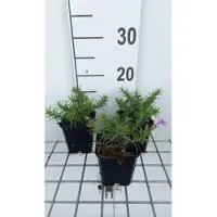 GRDplanten 6 x Phlox (s) 'Purple beauty' - Teppichphlox topf 9 x 9 cm