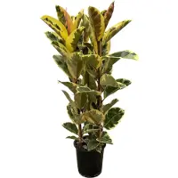 Oasis of Life Ficus Elastica 'Tineke' Gummibaum Zimmerpflanze Ø28cm Höhe 160cm Großblättrige