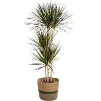 Oasis of Life Dracaena Marginata Magenta inkl. Naturkorb 130-150cm Ø24cm Zimmerpflanze Deko