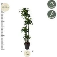 Oasis of Life Drachenbaum Dracaena Dorado 170cm Ø27cm Zimmerpflanze mit gold-grünen Blättern