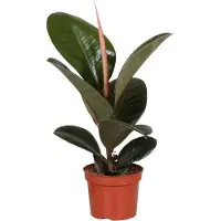 Oasis of Life Gummibaum Ficus Elastica Robusta Zimmerpflanze Ø12cm 35cm pflegeleicht Deko