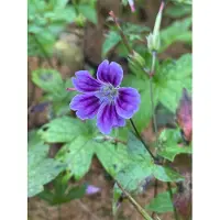 GRDplanten 6 x Geranium nodosum 'Clos du Coudray' – Storchschnabel - Topf 9 x 9 cm