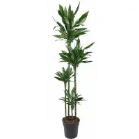 Oasis of Life Dracaena Janet Lind große Zimmerpflanze 180cm pflegeleicht Luftreinigend Deko