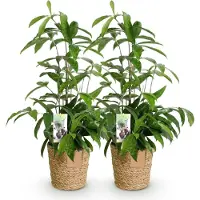 Oasis of Life Drachenbaum Dracaena surculosa pflegeleicht Drachenbaum 17cm 60-70cm Grünpflanze