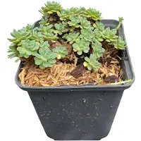 GRDplanten Sedum pachyclados - Fettblatt Angelina - Topf 9 x 9 cm