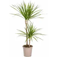 Oasis of Life Dracaena Marginata Green Drachenbaum Ø19cm 70-90cm Schlanke Zimmerpflanze Deko