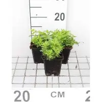GRDplanten 6 x Galium odoratum (asperula.od.) - Galium - Topf 9 x 9 cm
