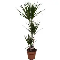 Oasis of Life Drachenbaum Dracaena marginata Zimmerpflanze Ø21cm 120cm pflegeleicht Deko Büro