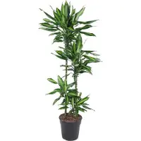 Oasis of Life Drachenbaum Dracaena Cintho 150cm Ø27cm Zimmerpflanze mit grünen Blättern Deko