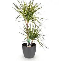 Oasis of Life Ø21cm 90-100cm Zimmerpflanze Grünpflanze Topfpflanze - Dracaena Drachenbaum