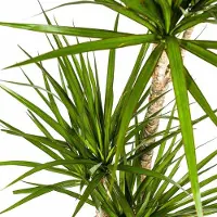 Oasis of Life Dracaena Marginata Green Drachenbaum Zimmerpflanze Ø21cm 110-130cm pflegeleicht