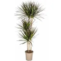 Oasis of Life Dracaena Marginata Magenta Drachenbaum Zimmerpflanze Ø24cm 130-150cm Keramiktopf