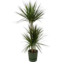 Oasis of Life Dracaena Marginata Drachenbaum 120cm Ø21cm Zimmerpflanze Grünpflanze Topfpflanze