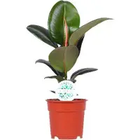 Oasis of Life Gummibaum Ficus Elastica Robusta Zimmerpflanze Ø17cm 55cm hoch pflegeleicht