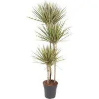 Oasis of Life Drachenbaum Dracaena Bicolor Carrousel 150cm Ø24cm Zimmerpflanze pflegeleicht