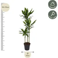 Oasis of Life Drachenbaum Dracaena Cintho 160cm Ø24cm Elegante Zimmerpflanze mit zweifarbigen