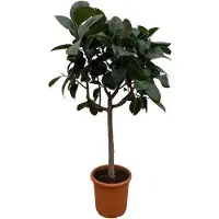 Oasis of Life Gummibaum Ficus Elastica Robusta 170cm hoch Ø40cm Topf mit glänzenden Blättern