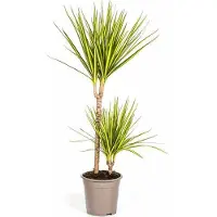 Oasis of Life Dracaena Marginata Sunray Drachenbaum Zimmerpflanze Ø19cm 80-100cm hoch Deko