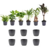 Oasis of Life Zimmerpflanzen-Set mit 6 tropischen Pflanzen + 6 Keramiktöpfe Boule Anthrazit