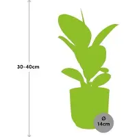 Oasis of Life Gummibaum Ficus Elastica 'Robusta' Zimmerpflanze im Topf 14cm Rosa pflegeleicht