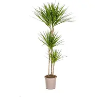 Oasis of Life Drachenbaum Dracaena Marginata Green Zimmerpflanze Ø24cm 130-150cm hoch Schlanke