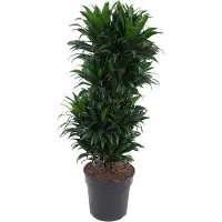 Oasis of Life Drachenbaum Dracaena Compacta Zimmerpflanze Ø27cm 100cm hoch Buschig Keramiktopf