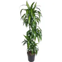 Oasis of Life Dracaena Hawaiian Sunshine Elegante Grünpflanze 150cm Luftreinigend Topfpflanze