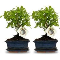 Oasis of Life Im dekorativen Keramiktopf Bonsai Baum Set Kugelförmige Krone 2 Pflanzen 25-30cm