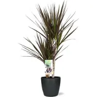 Oasis of Life Dracaena Magenta Drachenbaum Zimmerpflanze Ø17cm 80cm hoch Brüssel Topf Ø18x17cm