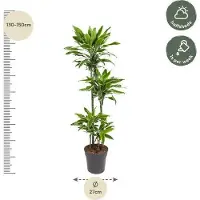 Oasis of Life Drachenbaum Dracaena Golden Coast 140cm Ø27cm Zimmerpflanze mit grün-goldenen