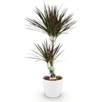 Oasis of Life Dracaena Magenta Drachenblutbaum Pflanze mit weißem Topf Ø21cm Höhe 90-100cm
