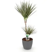 Oasis of Life Ø21cm 90-100cm Zimmerpflanze Grünpflanze Topfpflanze - Dracaena Drachenbaum