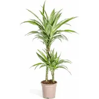 Oasis of Life Dracaena Deremensis White Stripe Drachenbaum Ø19cm 70-90cm Elegante pflegeleicht