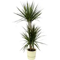 Oasis of Life Dracaena Marginata Drachenbaum 120cm Ø21cm Zimmerpflanze Grünpflanze Topfpflanze