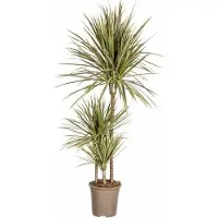 Oasis of Life Dracaena Marginata Bicolor Drachenbaum Ø21cm 110-130cm pflegeleicht Grünpflanze