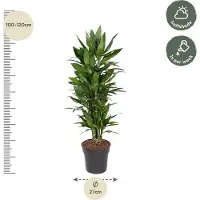 Oasis of Life Drachenbaum Dracaena Janet Lind 110cm Ø27cm Elegante Zimmerpflanze mit glänzend