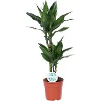 Oasis of Life Drachenbaum Dracaena Janet Lind Zimmerpflanze Ø17cm 70cm hoch elegante Deko
