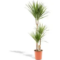 Oasis of Life Drachenbaum Dracaena Marginata Zimmerpflanze Ø21cm x 120cm Tropische Grünpflanze