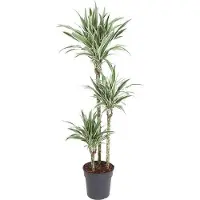 Oasis of Life Drachenbaum Dracaena White Stripe 150cm Ø24cm Zimmerpflanze mit grünen Blättern