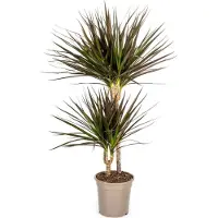 Oasis of Life Drachenbaum Dracaena Marginata Magenta Zimmerpflanze Ø19cm 70-90cm hoch Deko