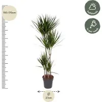 Oasis of Life Drachenbaum Dracaena Marginata 160cm Ø27cm Zimmerpflanze mit grünen Blättern