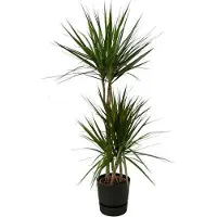 Oasis of Life Dracaena Marginata Drachenbaum 120cm Ø21cm Zimmerpflanze Grünpflanze Topfpflanze